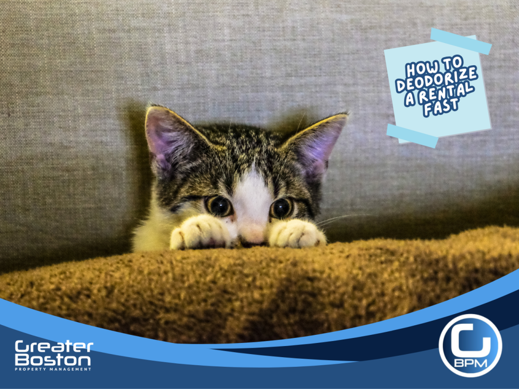 Kitten peaking over couch in rental apartment, symbolizing hidden pet odors landlords must eliminate