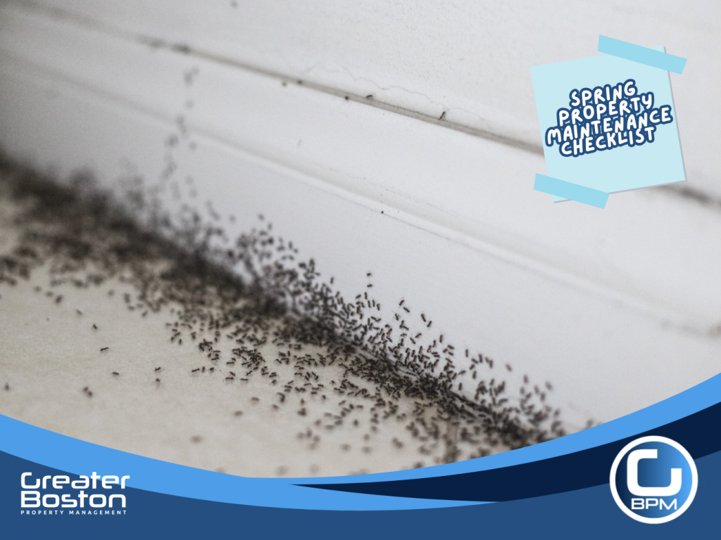 Ant infestation trail along interior wall base showing early pest activity during spring property inspection.
